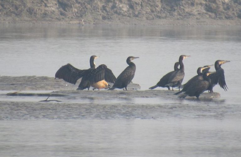 Winter Wonders: Migratory Birds Return to Koshi Tappu Wildlife Reserve