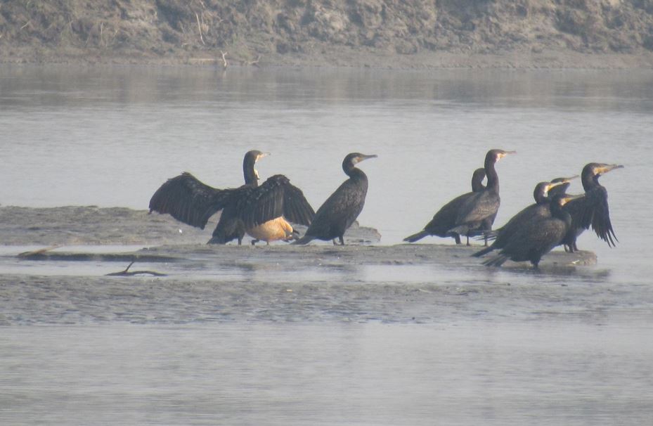 Winter Wonders: Migratory Birds Return to Koshi Tappu Wildlife Reserve