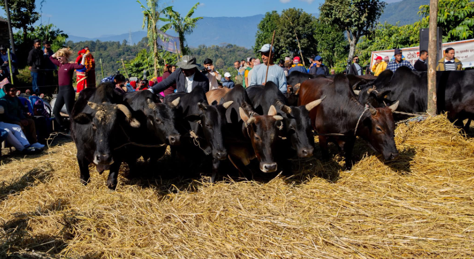 Pokhara Hosts Second ‘Daai Festival’ to Promote Agro-Tourism