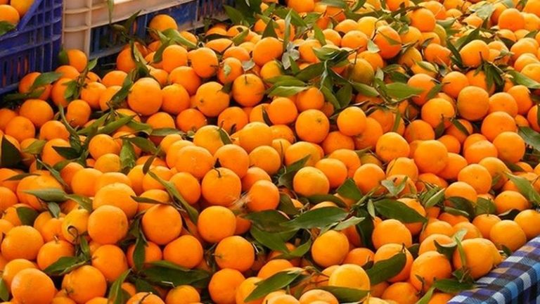Second Ichchhakamana Orange and Food Festival Kicks Off in Muglin Bazaar