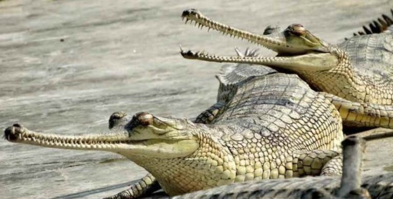 Critical Gharial Count Launches in Rapti and Narayani Rivers