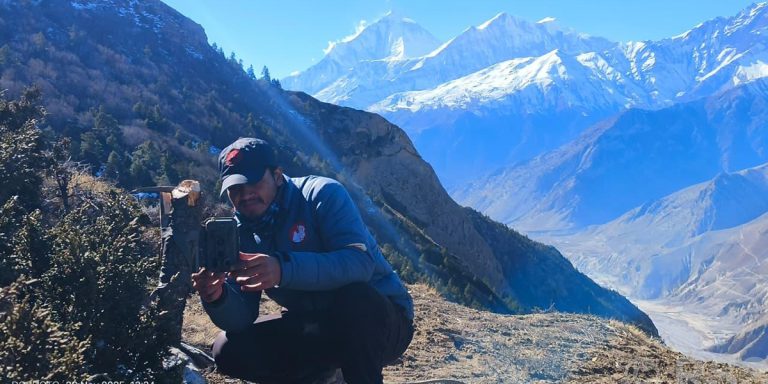 Comprehensive Snow Leopard Study Begins in Mustang to Address Conservation Challenges