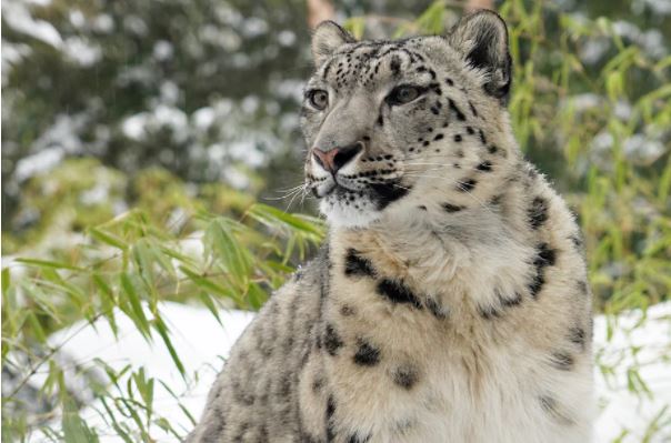 A Comprehensive Snow Leopard Census Launched in Annapurna Conservation Area