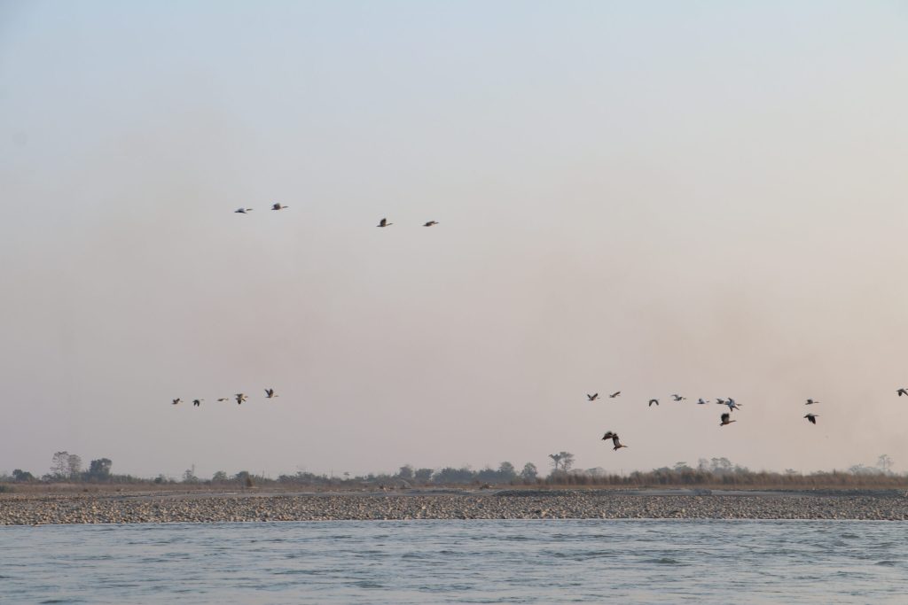 Narayani River Records Rise in Waterbird Species and Population