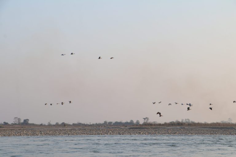 Narayani River Records Rise in Waterbird Species and Population
