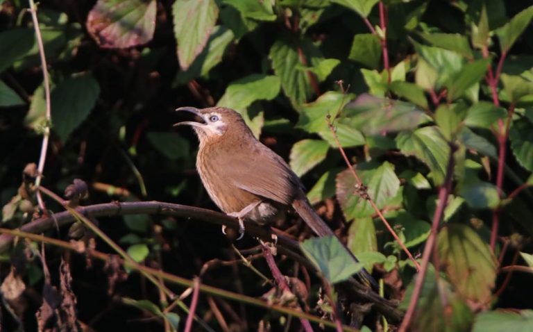 The Forgotten Scrublands: Home to Nepal’s Endemic Spiny Babbler