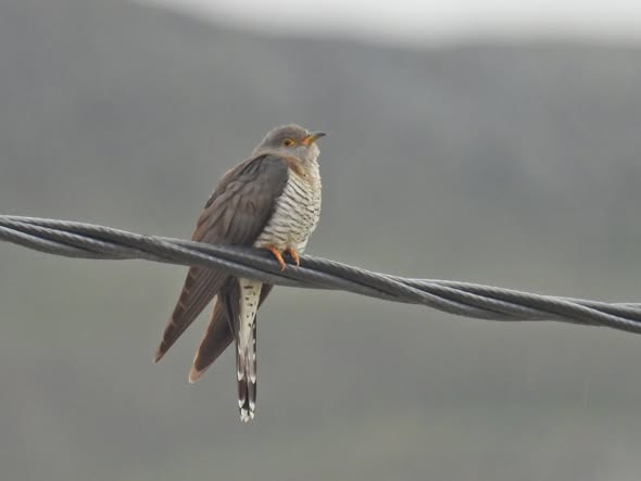 Fascinating Insights into the Common Cuckoo: Nature’s Surprising Brood Parasite