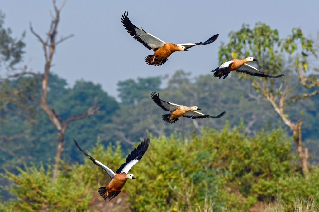 World Wetlands Day
