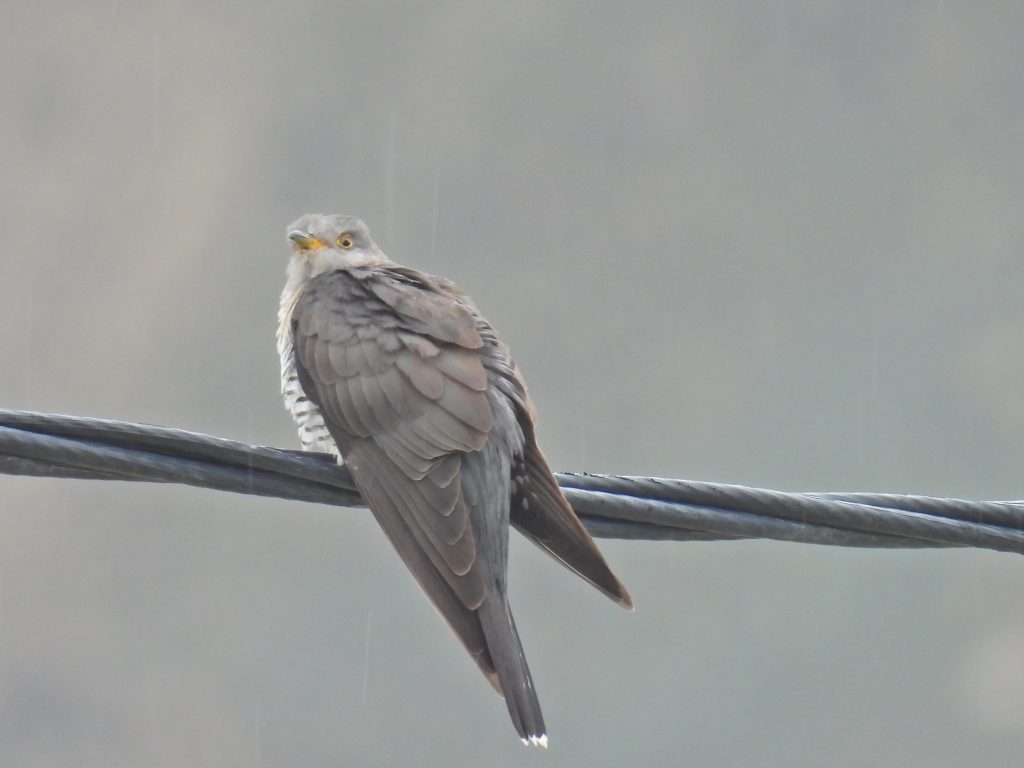 Common Cuckoo