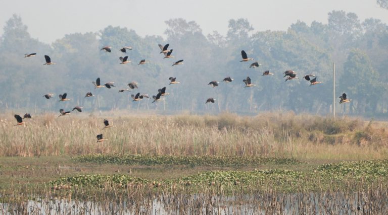 Migratory Birds Begin Returning Home as Winter Ends in Chitwan