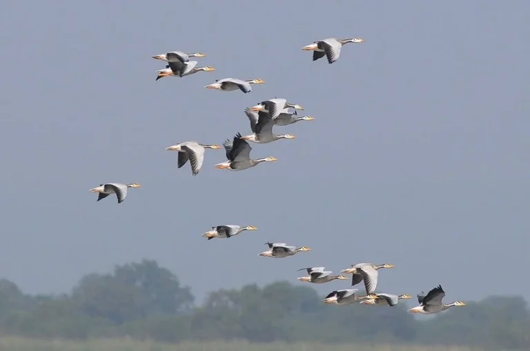 Migratory Birds