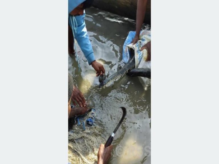 Gharial Crocodile Rescued from Narayani River After Four-Day Operation