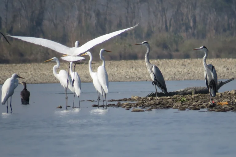 Nepal Records Decline in Aquatic Bird Population
