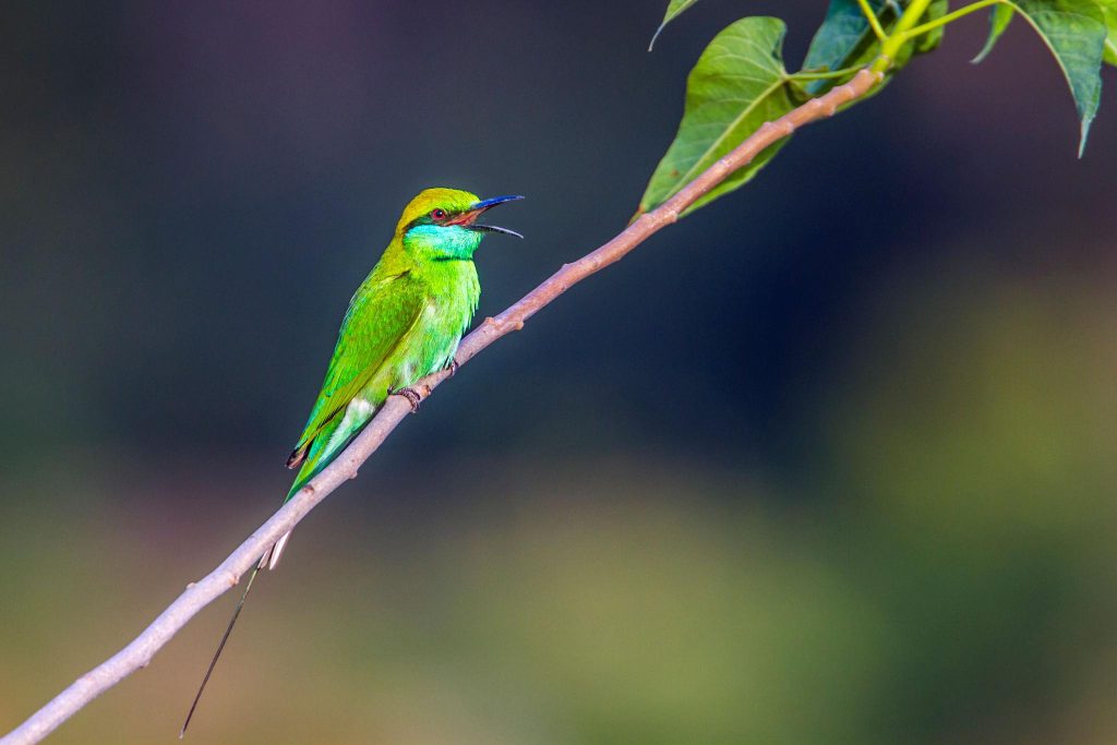 Banke National Park