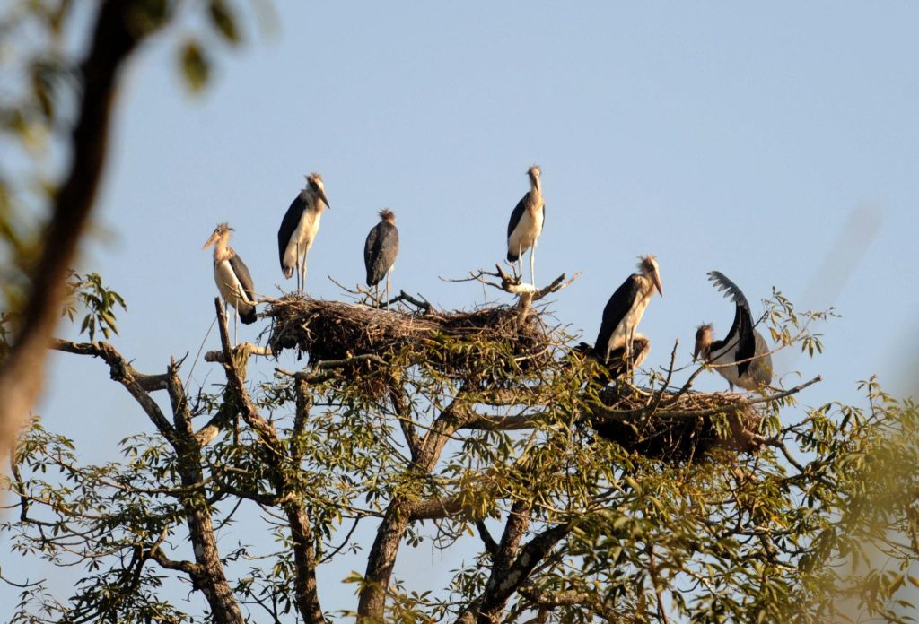 Banke National Park