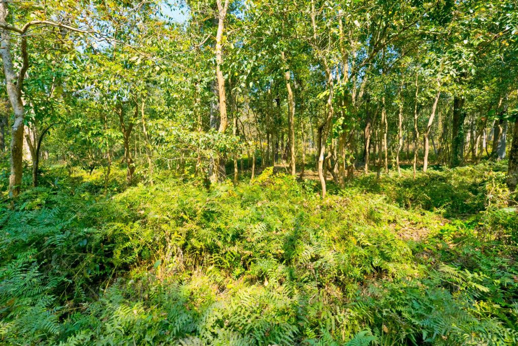 Banke National Park