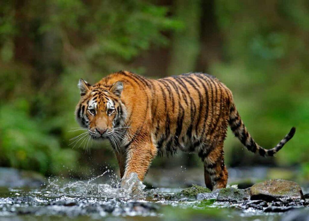Banke National Park