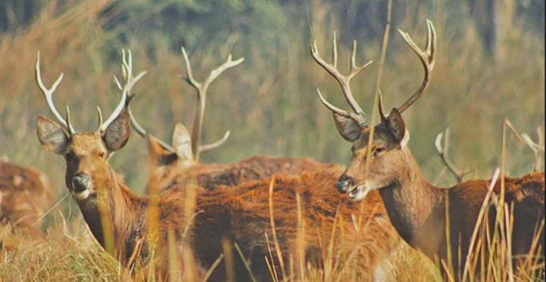 Major Wildlife Survey Begins: Swamp Deer Census Launched in Shuklaphanta