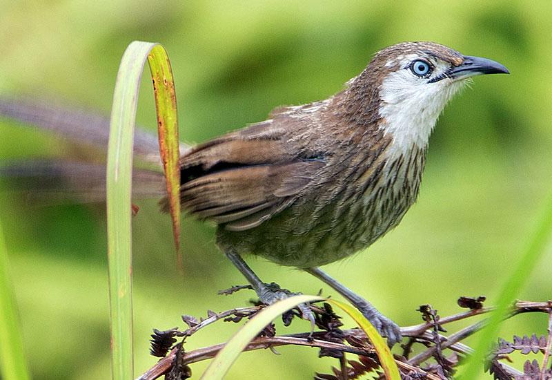Bird Species