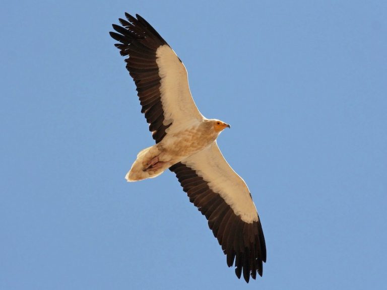 30 New Bird Species Recorded in Gulmi, Total Species Reaches 355