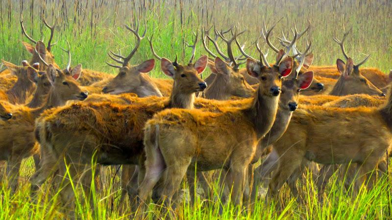 Swamp Deer