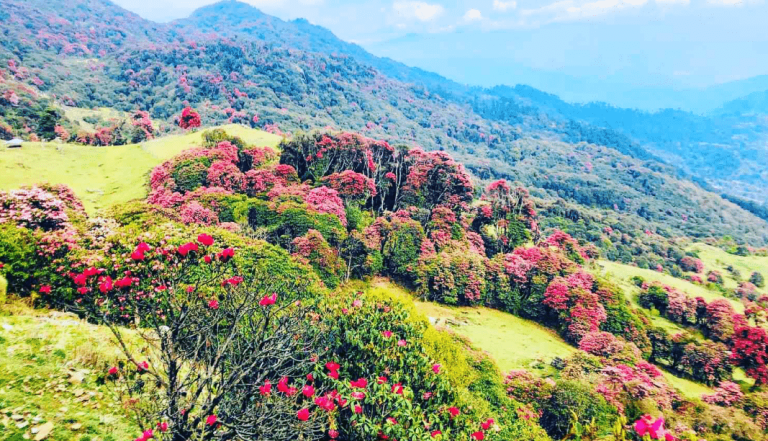 Tinjure Milke Jaljale Sees Surge in Tourists During Rhododendron Bloom Season