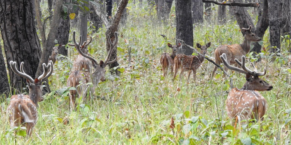 Shuklaphanta National Park