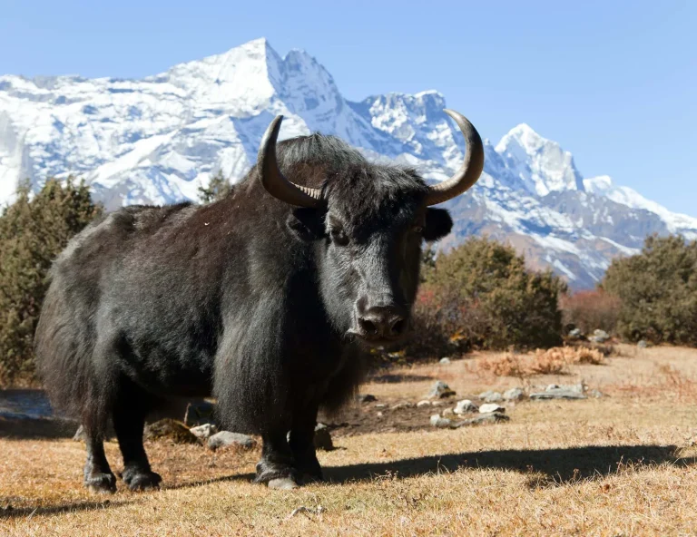 Chauri Tourism Festival Boosts Mountain Livelihoods and Yak Farming in Panchthar