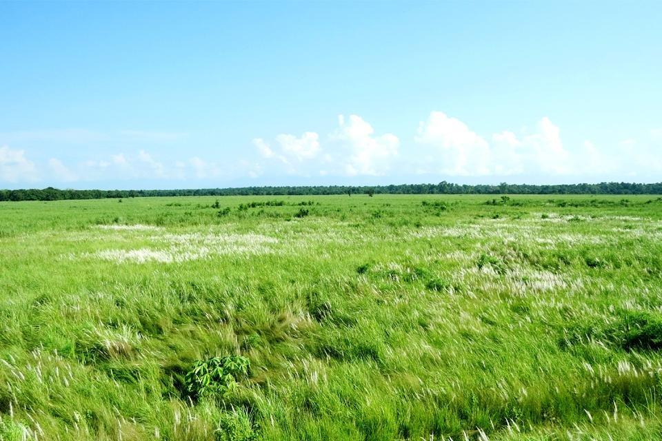 Swamp Deer