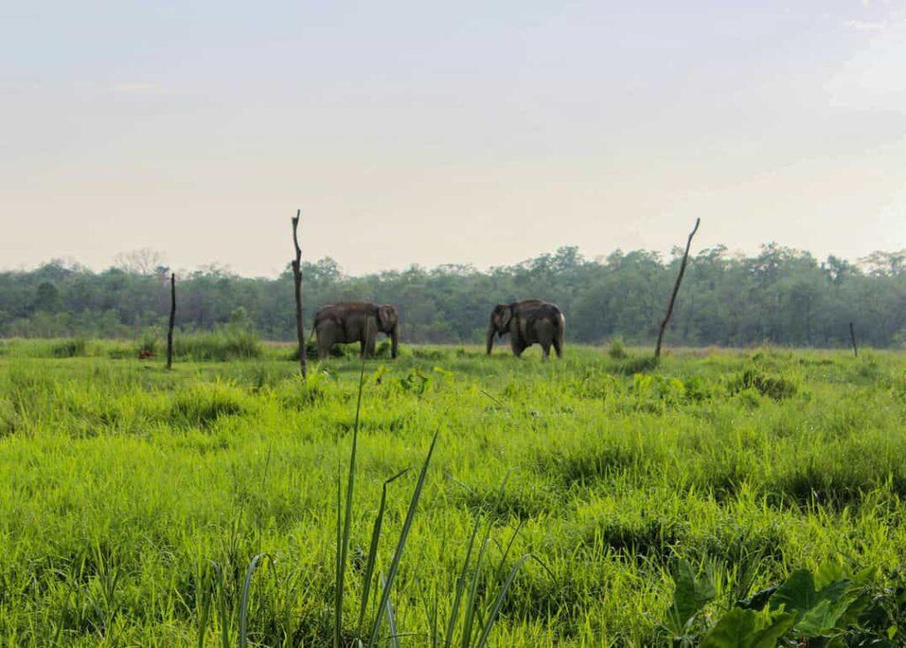 Parsa National Park
Wildlife Rescue Team