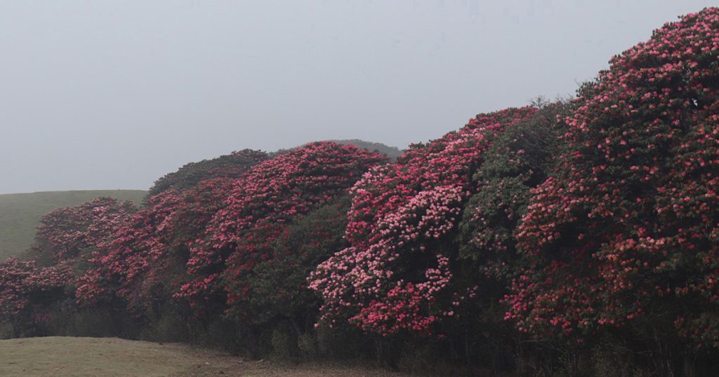 Mundum Trail Transforms into Blooming Gurans Paradise, Attracting Rising Tourist Flow
