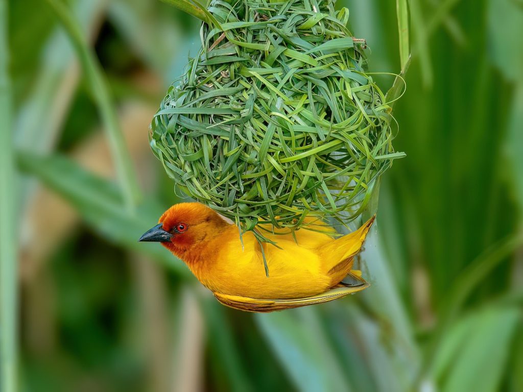 Golden Weaver