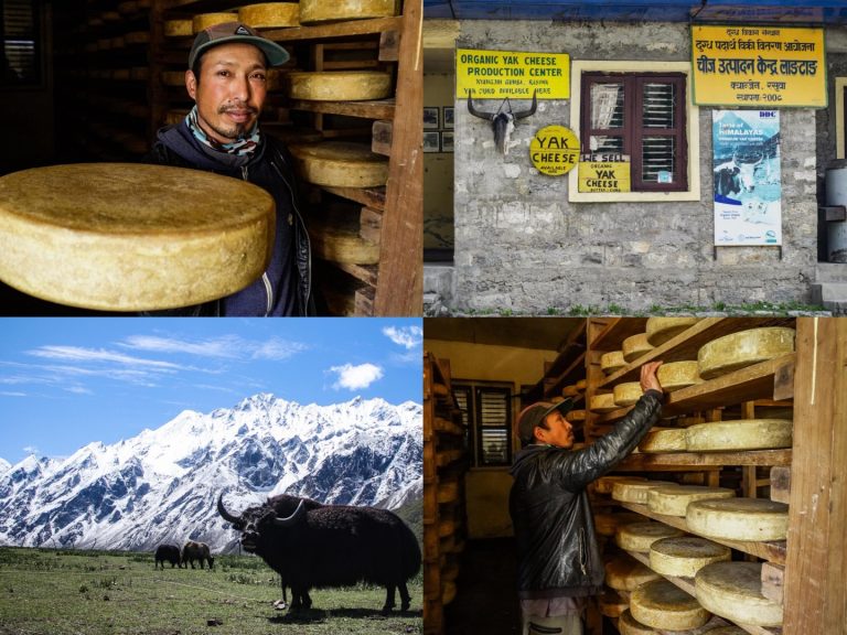 Himalayan Flavor Under Threat: Struggle to Preserve Kyanjin’s Yak Cheese