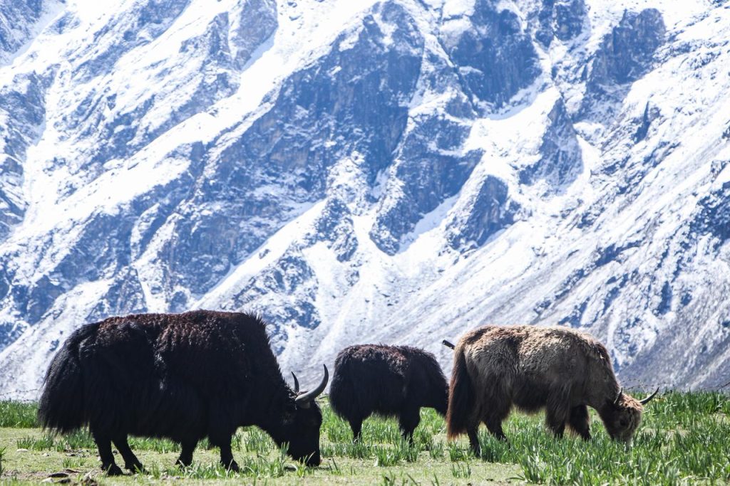Kyanjin’s Yak Cheese