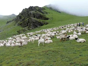 Dhorpatan Welcomes Over 37,000 Tourists in FY 2082/83 as Domestic Travel Surges