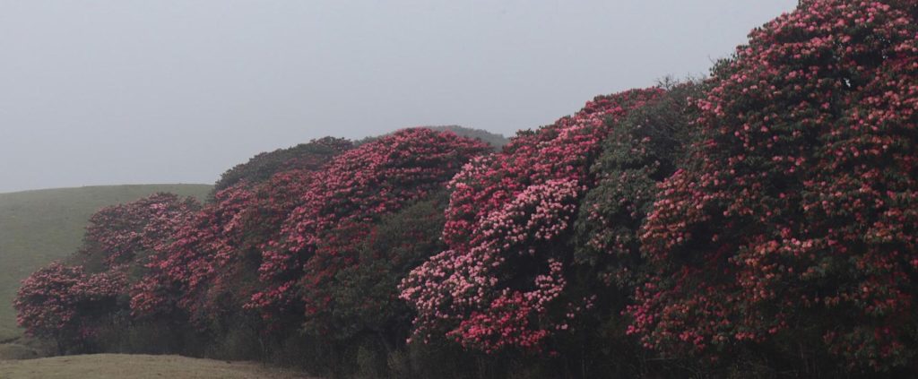 Rhododendron Plantation Launched Along Bhojpur’s Mundum Trail to Promote Eco-Tourism