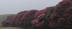 Rhododendron Plantation Launched Along Bhojpur’s Mundum Trail to Promote Eco-Tourism