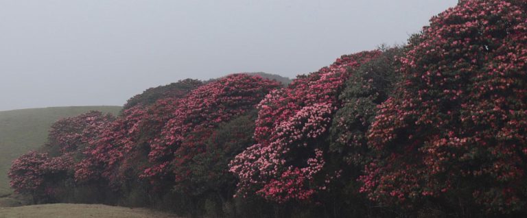Rhododendron Plantation Launched Along Bhojpur’s Mundum Trail to Promote Eco-Tourism
