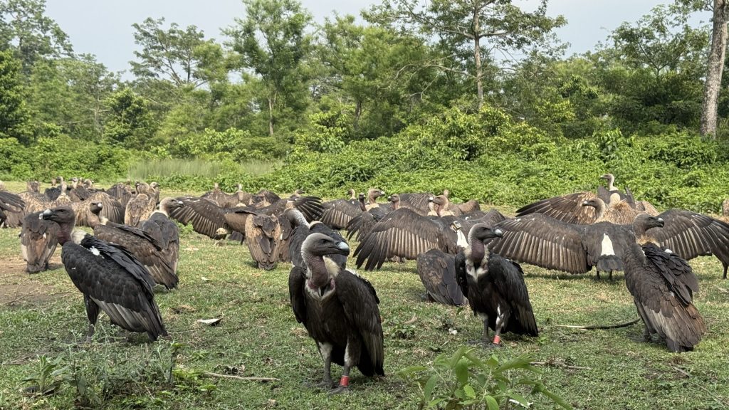 Nawalpur’s Jatayu Restaurant: A Remarkable Success Story in Vulture Conservation and Eco-Tourism
