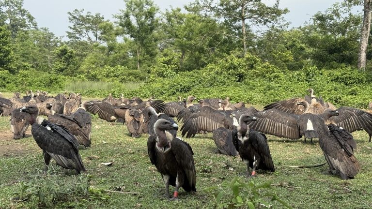 Nawalpur’s Jatayu Restaurant: A Remarkable Success Story in Vulture Conservation and Eco-Tourism