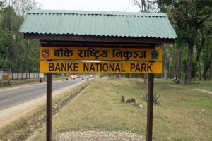 Banke National Park to Get Major Branding Push as Safari Tourism Gains Momentum