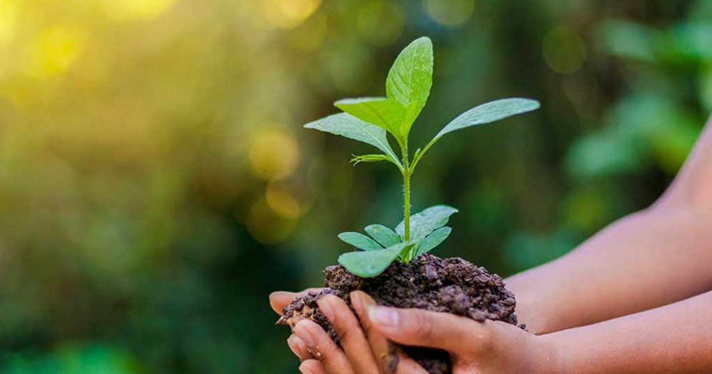 Bangladeshi and Nepali Photojournalists Plant Trees in Pokhara, Strengthening Tourism and Cultural Ties