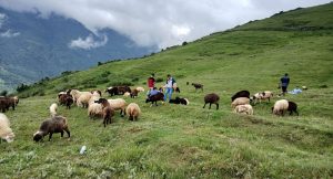 Bhalche Sheep Farm Emerges as a Thriving Rural Tourism Hub in Nuwakot
