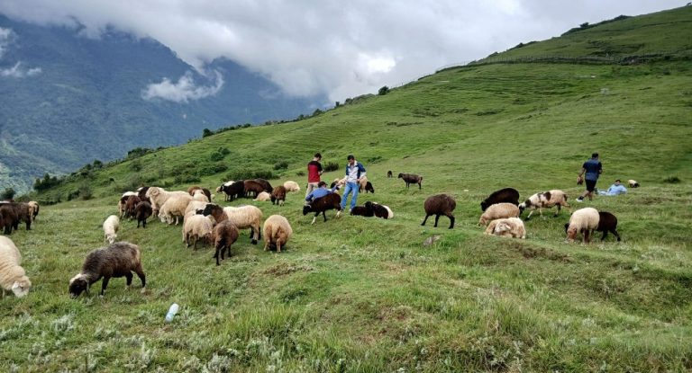 Bhalche Sheep Farm Emerges as a Thriving Rural Tourism Hub in Nuwakot