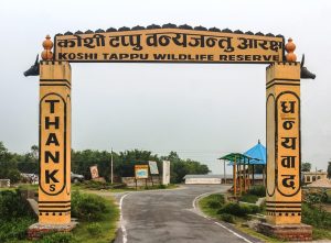 Koshi Tappu’s Wild Buffalo and Birdlife Draw Growing Numbers of Tourists