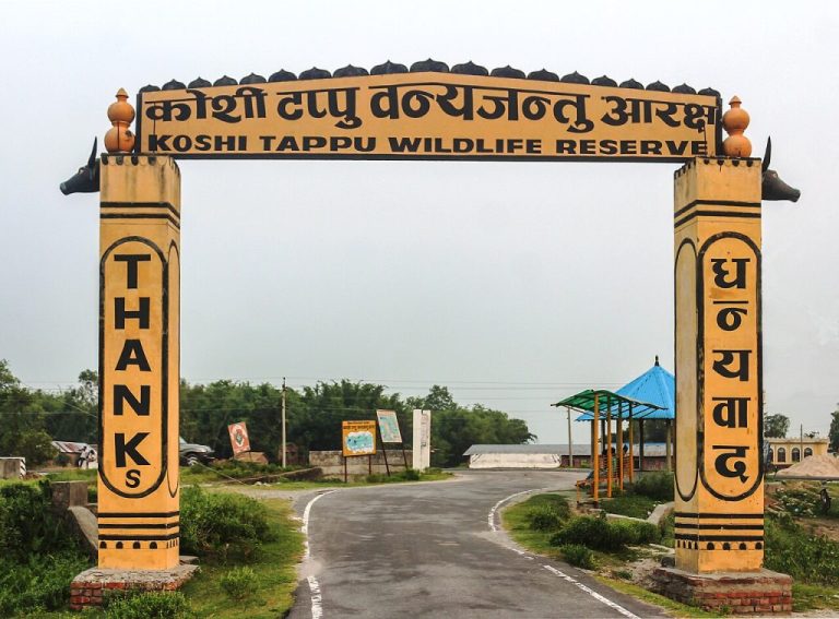 Koshi Tappu’s Wild Buffalo and Birdlife Draw Growing Numbers of Tourists