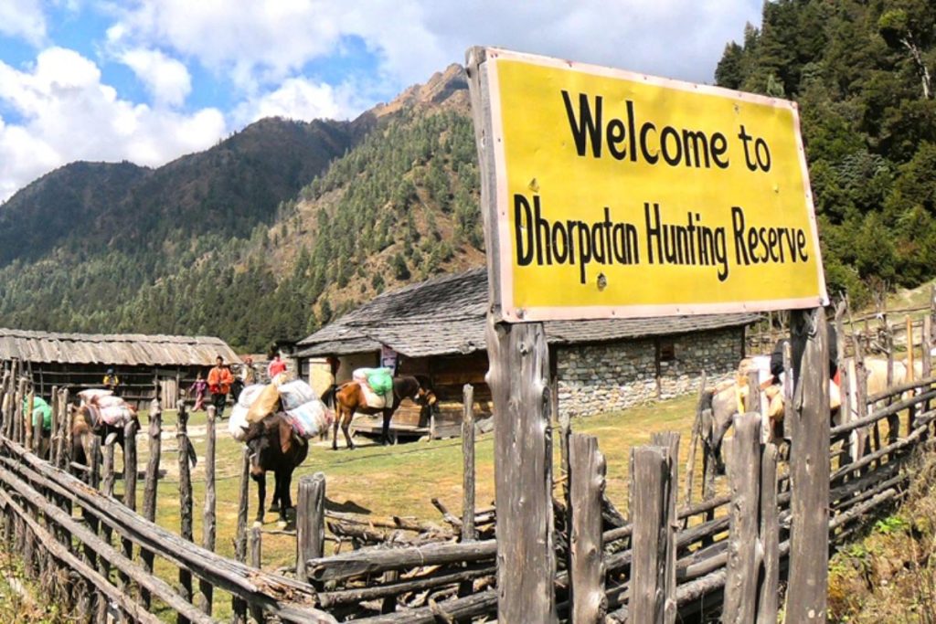 Blue Sheep, Tahr Hunting Season Opens in Dhorpatan With 17 Permits