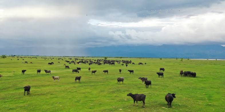 Lack of Promotion Keeps Foreign Tourist Arrivals Low at Koshi Tappu